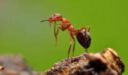 蚂蚁动漫,描绘奇幻世界的动漫盛宴